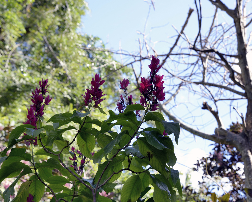 1-10-17 Tamron Tests 7Small_2240CMA  8-28-2015.JPG