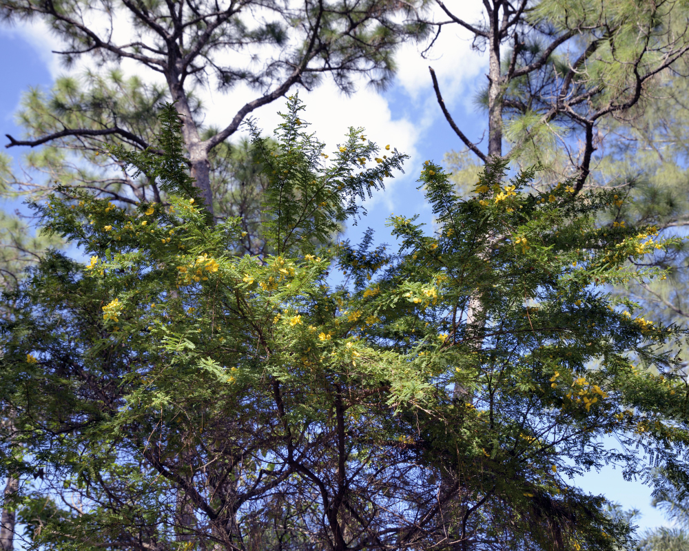 1-10-17 Tamron Tests 9Small_2242CMA  8-28-2015.JPG