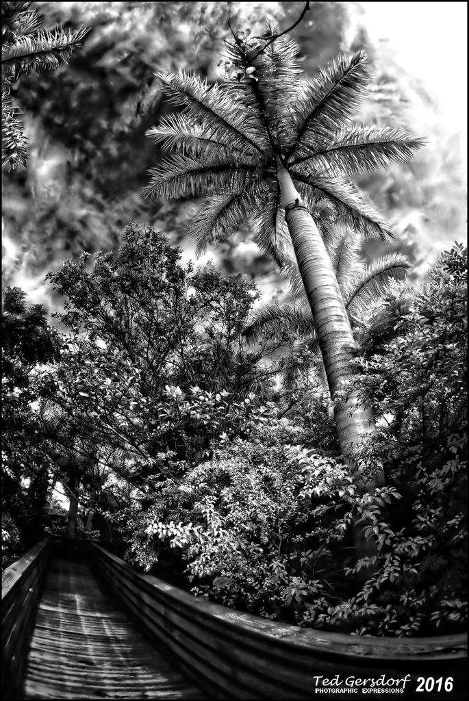 1-13-16 Green Cay IR    1BW.jpg
