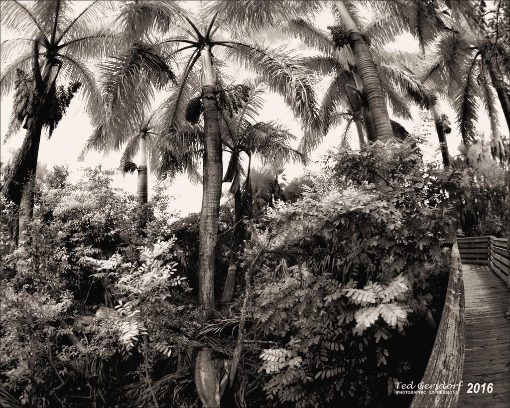 1-13-16 Green Cay IR    8BW.jpg