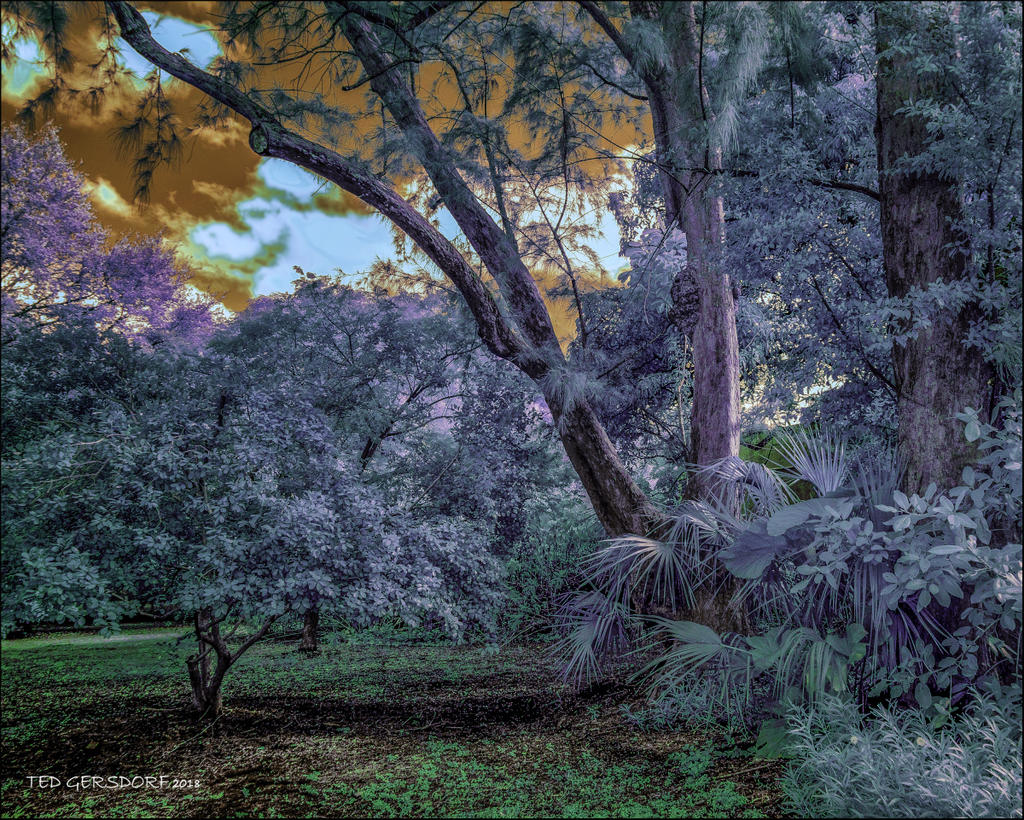 1-17-18 Arbor IR   2_01.jpg