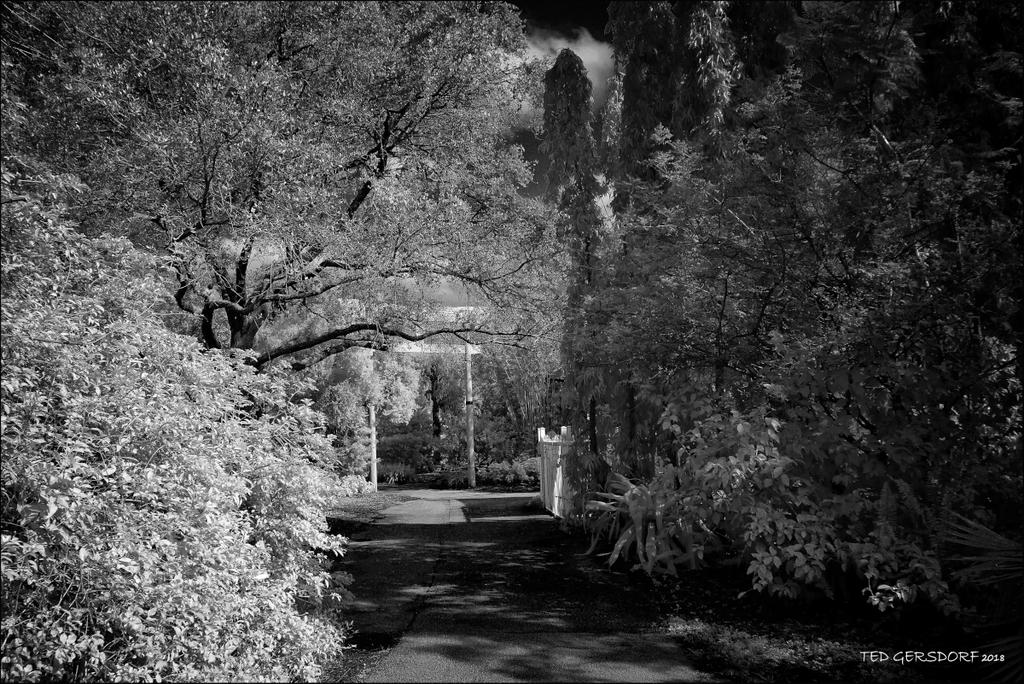 1-17-18 Arbor IR   7BW_01.jpg