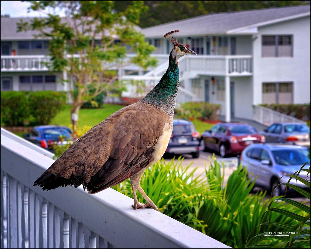 1-18-15 Peacock  1 copy.jpg