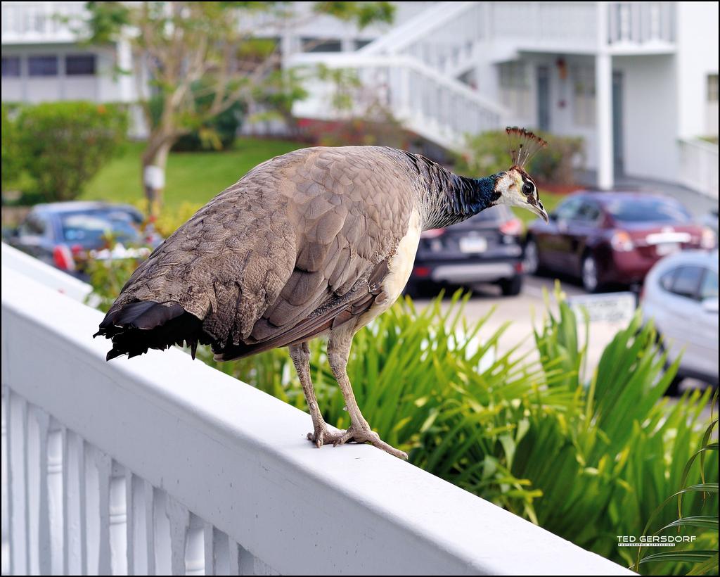 1-18-15 Peacock  3.jpg