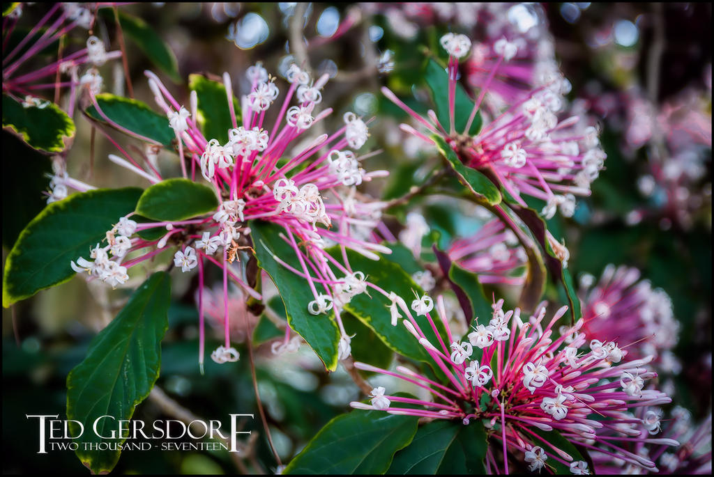 1-21-17 Arboretum  LR 1 (1 of 1).jpg