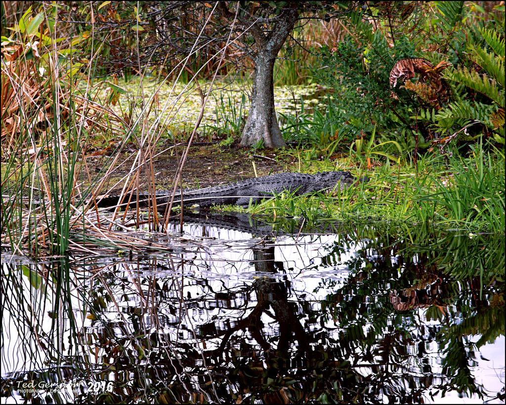 1-25-16 Green Cay   21.jpg