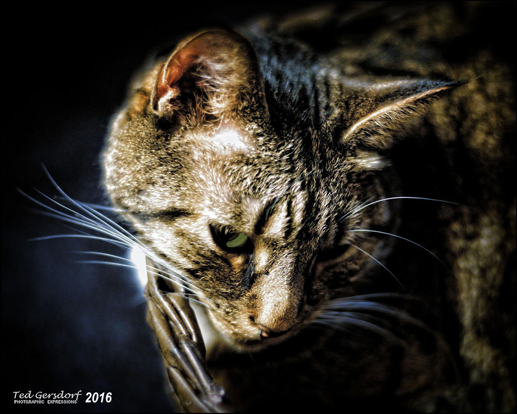 1-30-16 Bill the Cat.jpg