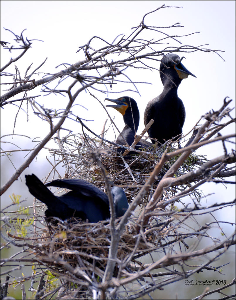 1-30-16 Wetlands   16.jpg