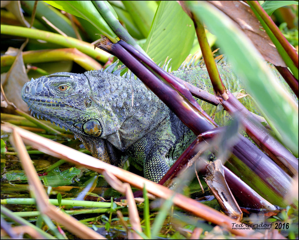 1-30-16 Wetlands   23.jpg