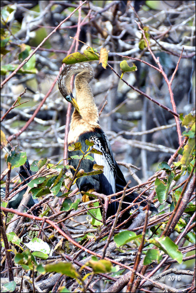 1-30-16 Wetlands   27.jpg