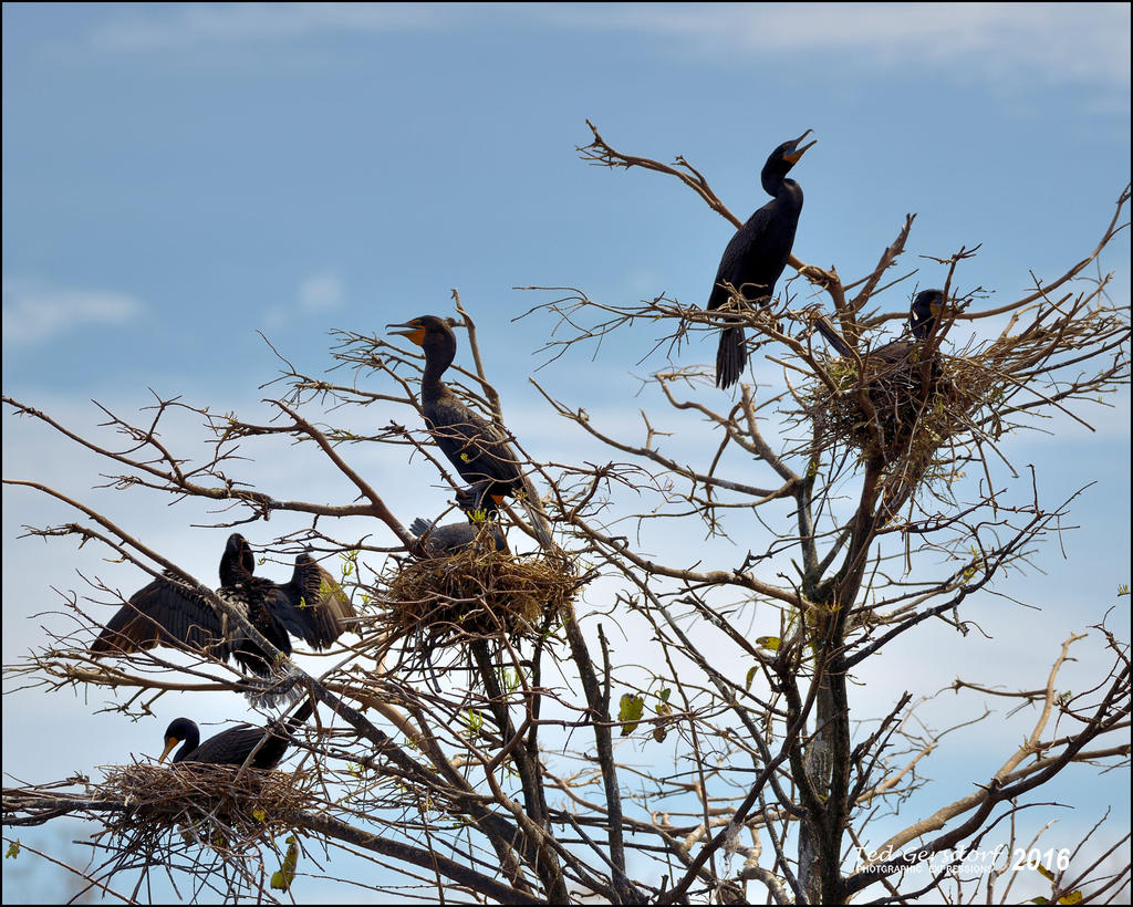 1-30-16 Wetlands   28.jpg