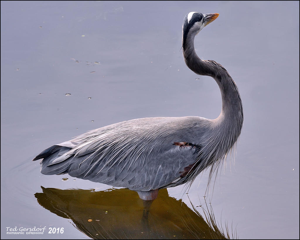 1-30-16 Wetlands   3.jpg