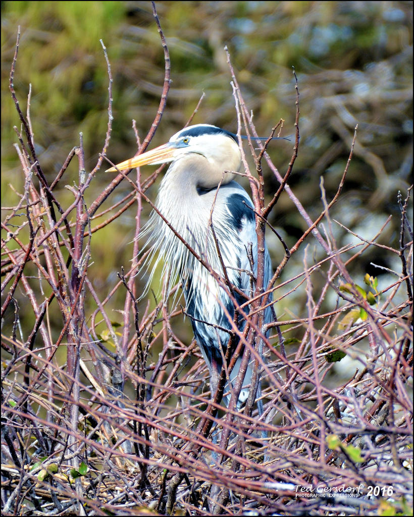 1-30-16 Wetlands   30.jpg