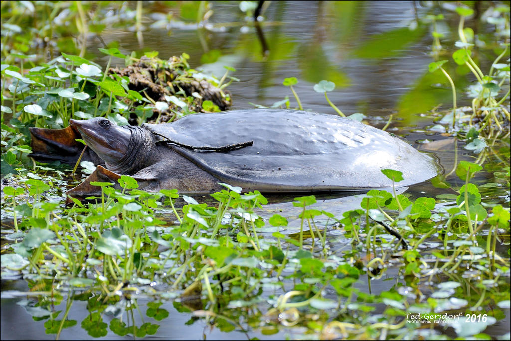 1-30-16 Wetlands   32.jpg