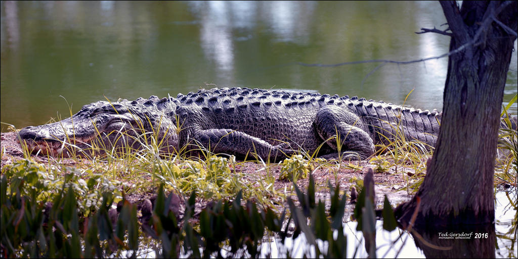 1-30-16 Wetlands Alligator 2.jpg