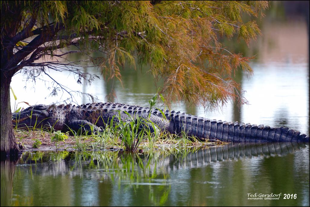 1-30-16 Wetlands Alligator 3.jpg