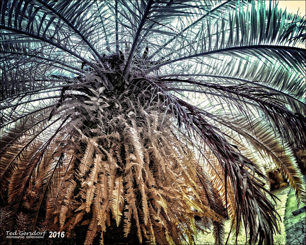 1-8-15 Arboredum IR Fisheye     1.jpg