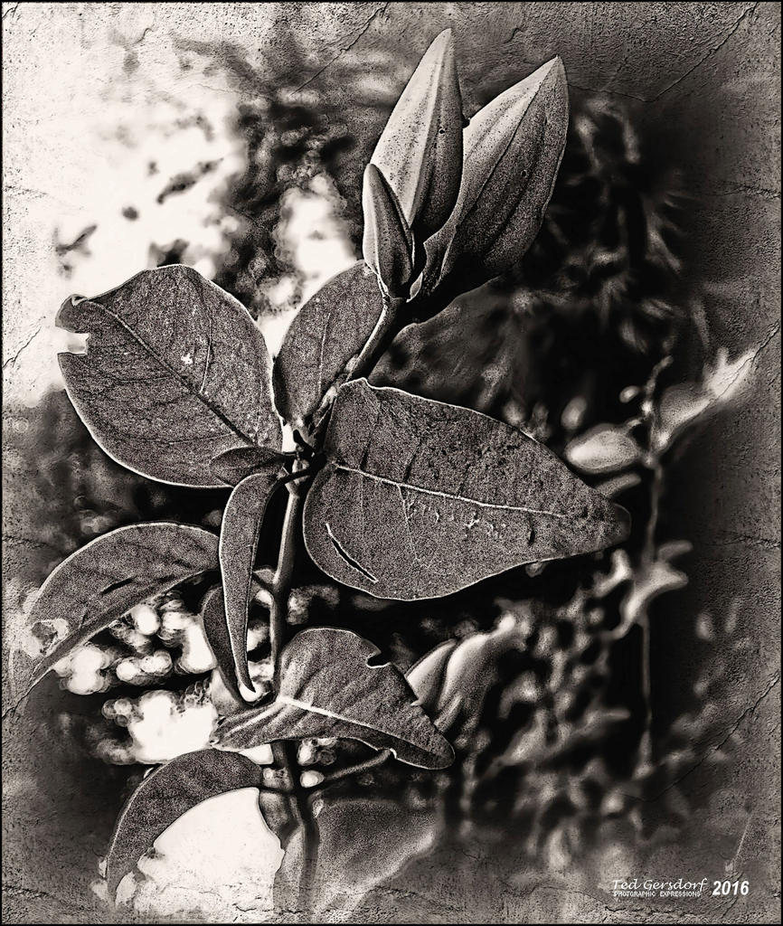 1-8-15 Arboredum IR Fisheye     10.1bw.jpg