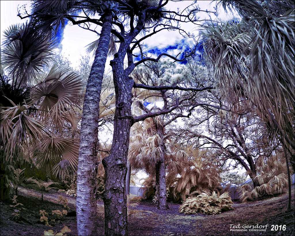 1-8-15 Arboredum IR Fisheye     3.jpg