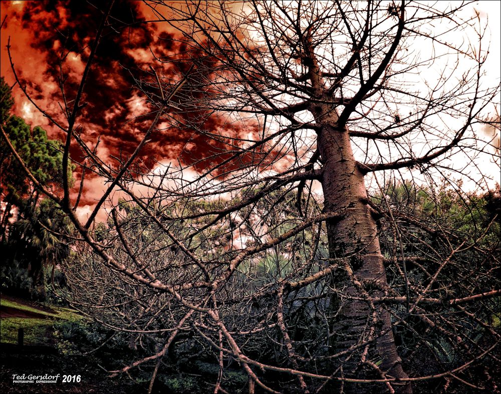 1-8-15 Arboredum IR Fisheye     5S.jpg