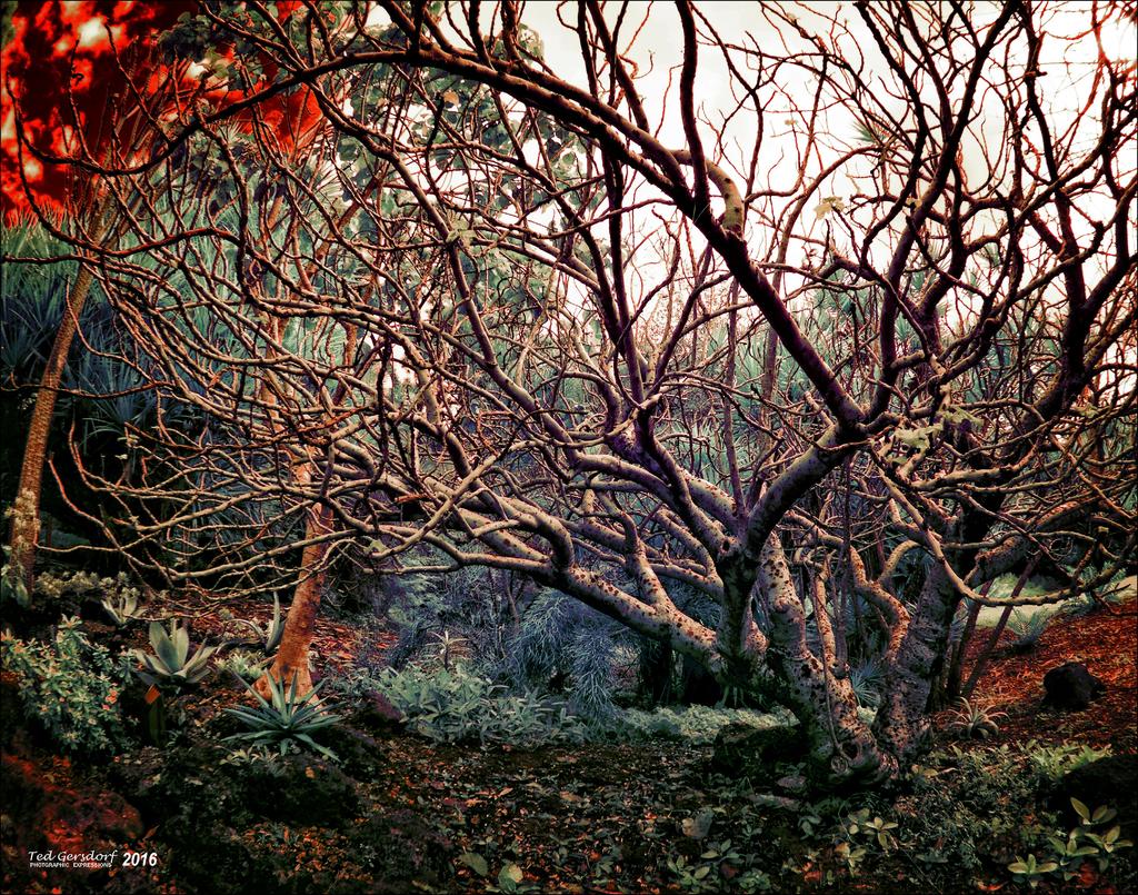 1-8-15 Arboredum IR Fisheye     6.jpg