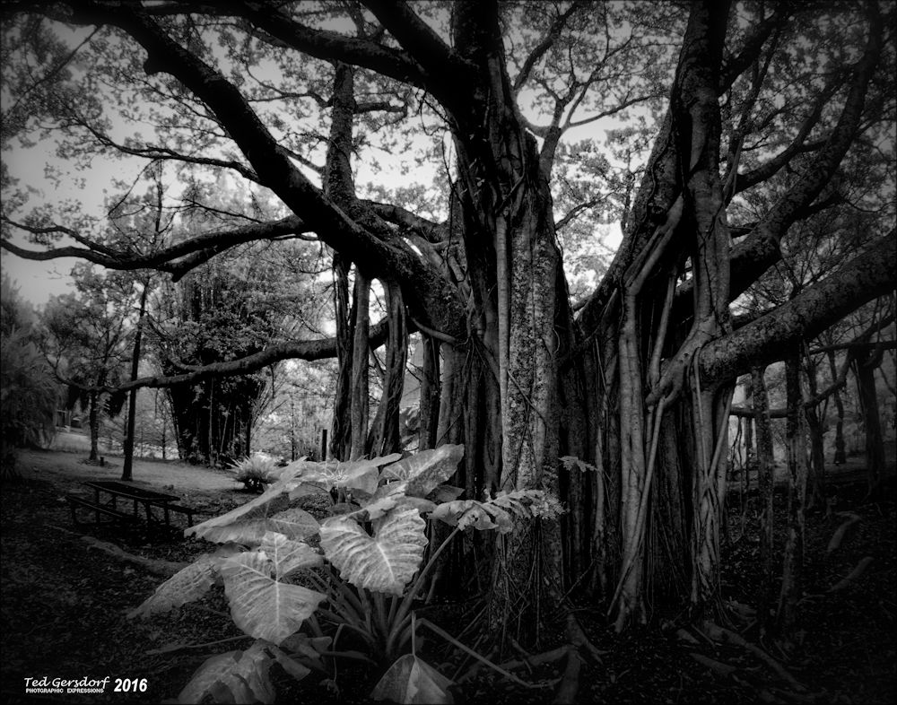 1-8-15 Arboredum IR Fisheye     8S.jpg
