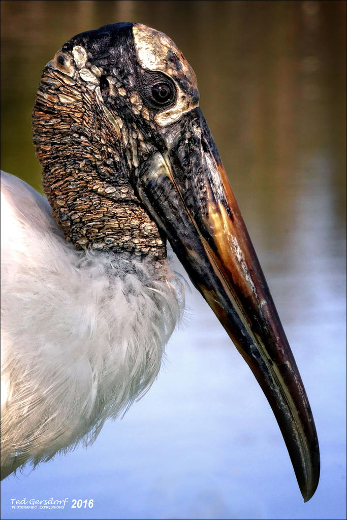 1-9-16 Crane   6.jpg