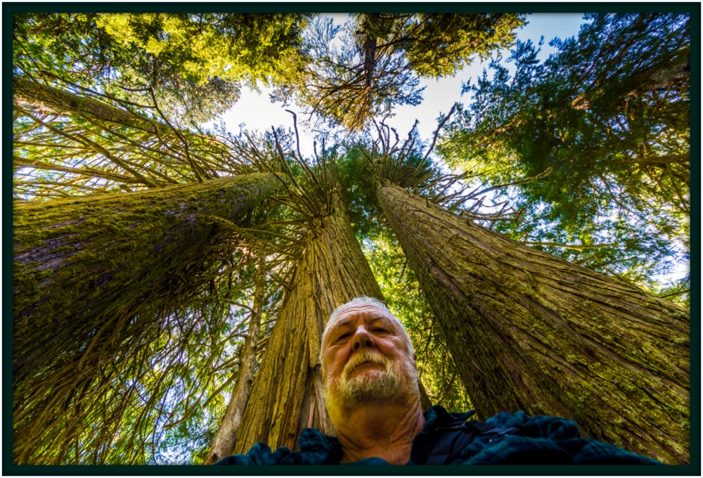 1-BIG TREE-001.jpg