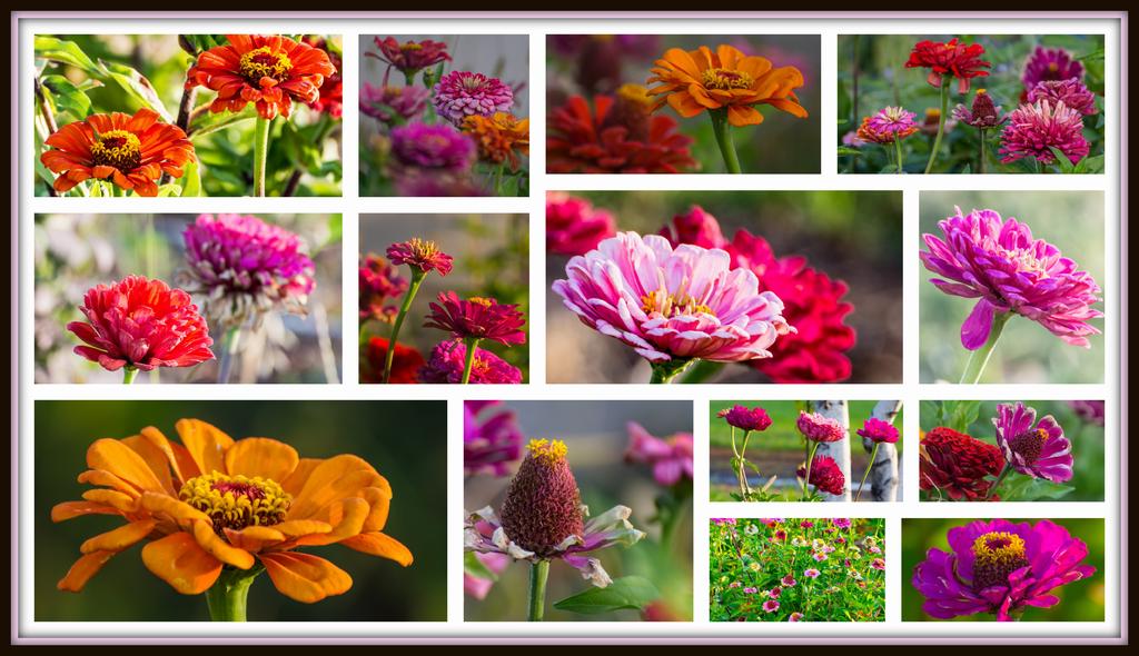1-Collages1.jpg