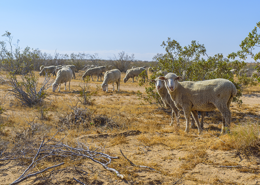 1 - Desert Excursion of May 2015.jpg 1 - Desert Excursion of May 2015.jpg