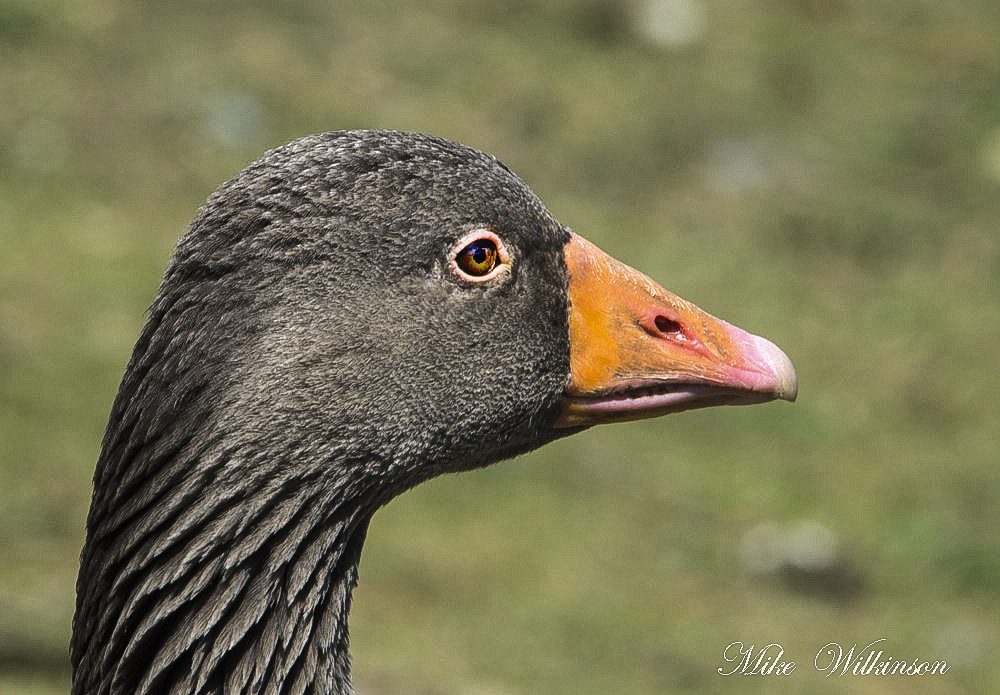 1-DSC_0361.jpg