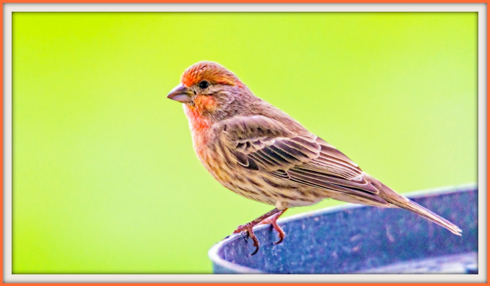 1-DSC_0435-Edit.jpg