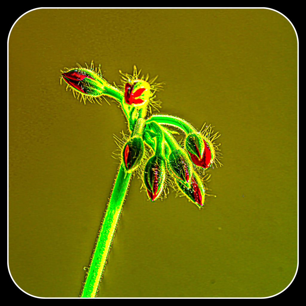 1-DSC_1791-Edit.jpg