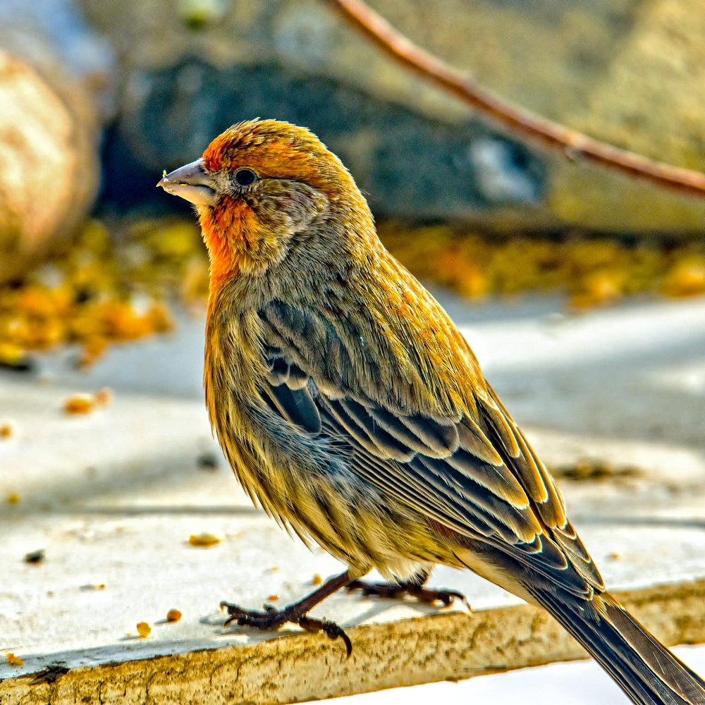 1-DSC_2477-Edit.jpg