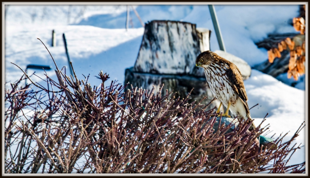 1-DSC_2887-Edit.jpg
