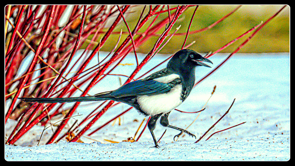 1-DSC_4062-Edit-2.jpg