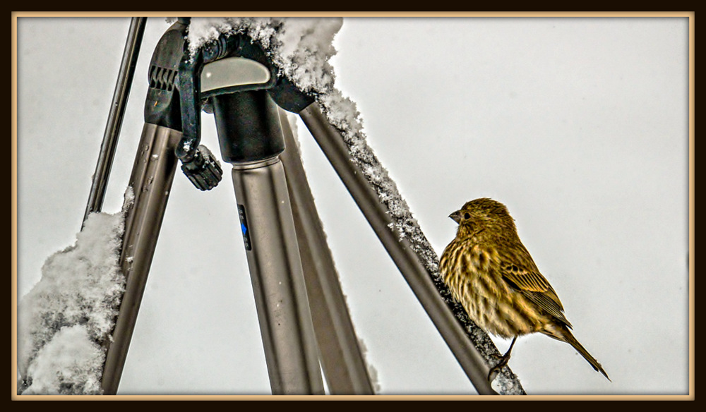 1-DSC_6177-Edit.jpg