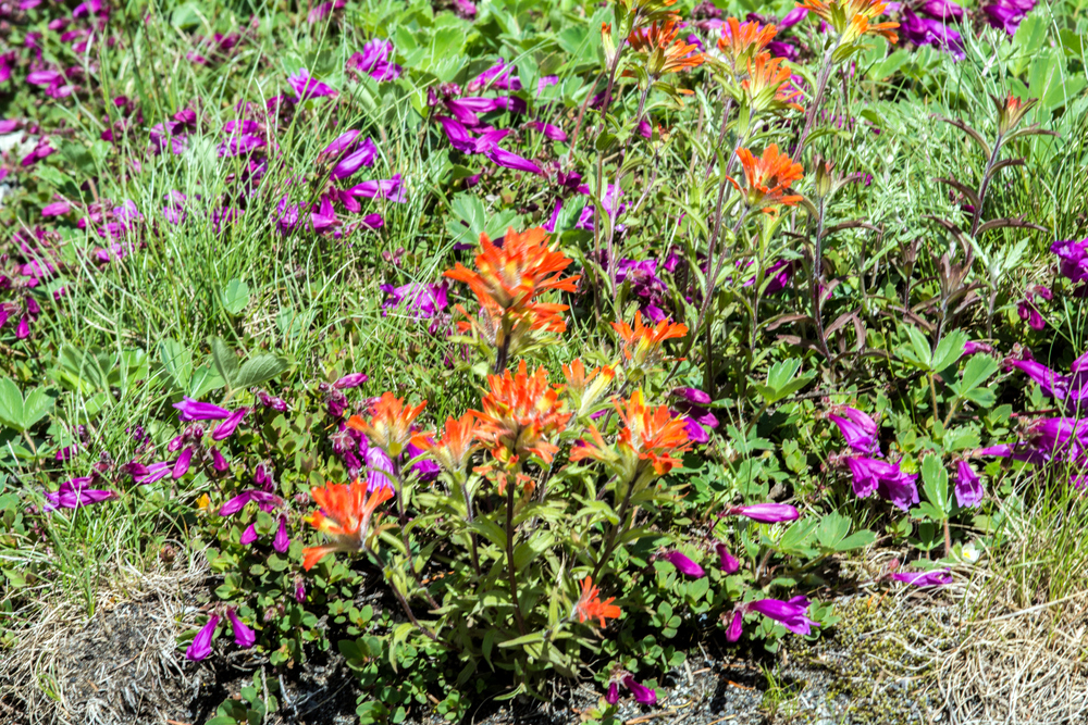 1-DSC_7937.jpg