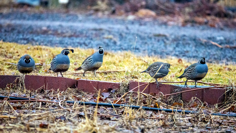 1-DSC_7957-Edit.jpg