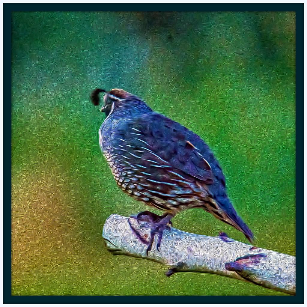 1-oilquail 1.jpg