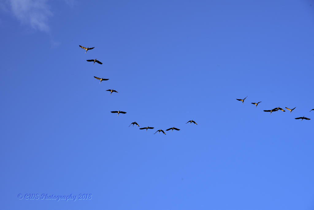 10-16-18-cr__7507782.jpg