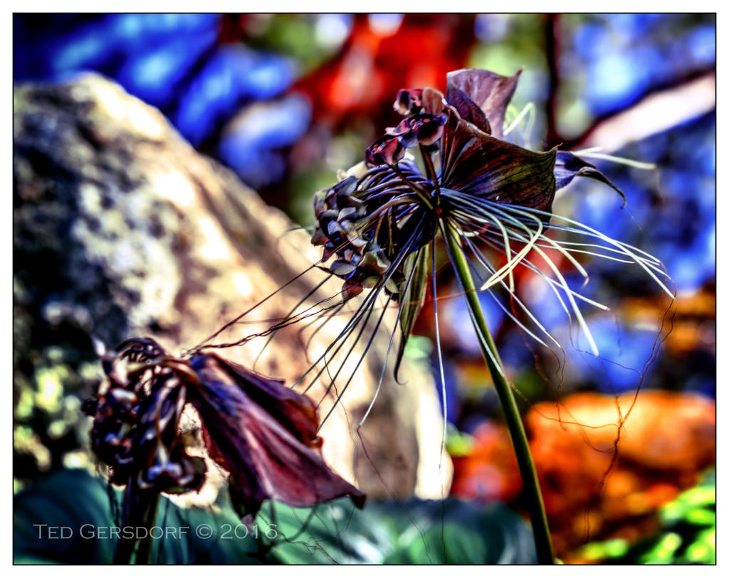 10-21-16 Arboretum HDR    16sm.jpg