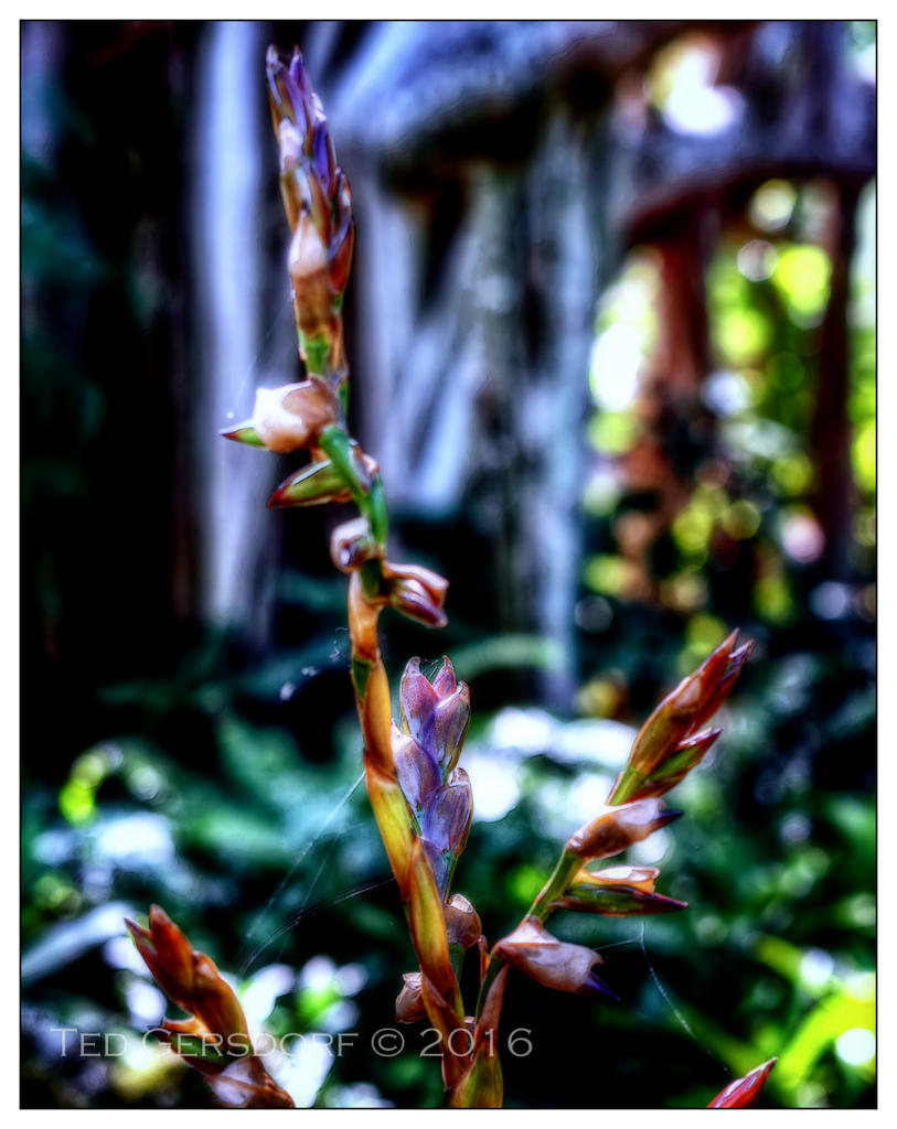 10-21-16 Arboretum HDR    21sm.jpg