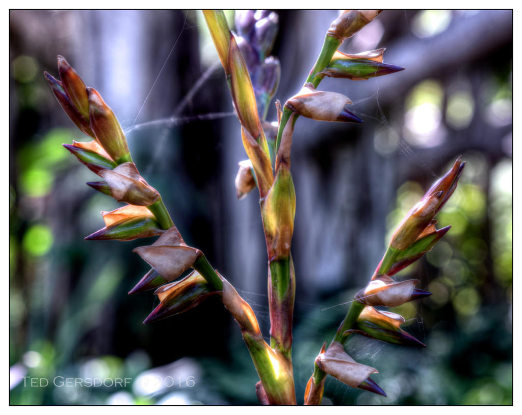 10-21-16 Arboretum HDR    23sm.jpg