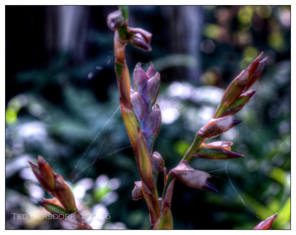 10-21-16 Arboretum HDR    24sm.jpg