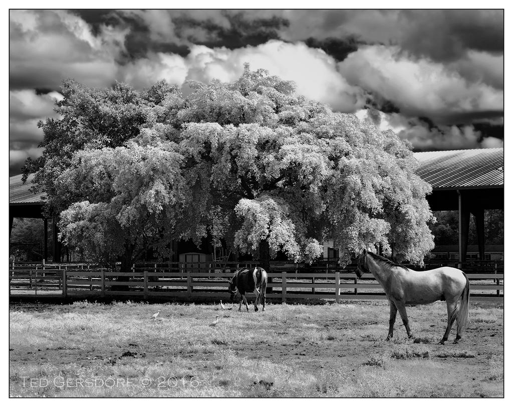 10-25-16 Tradewinds IR     8.1BWsm.jpg