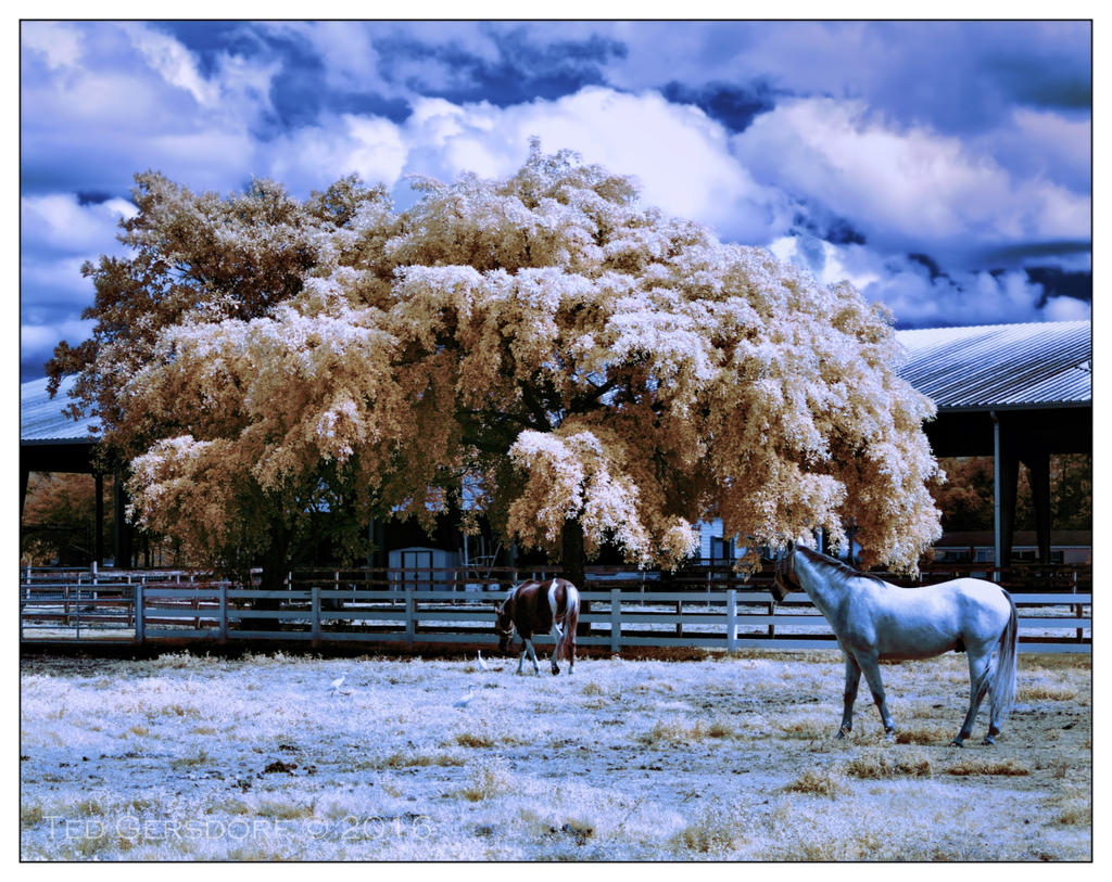 10-25-16 Tradewinds IR     8.1sm.jpg
