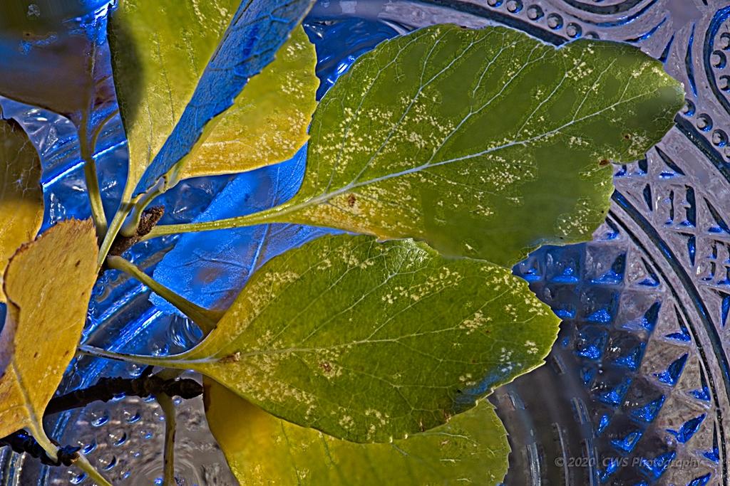10-27-2020-cr_7503380_Focus-ON1.jpg