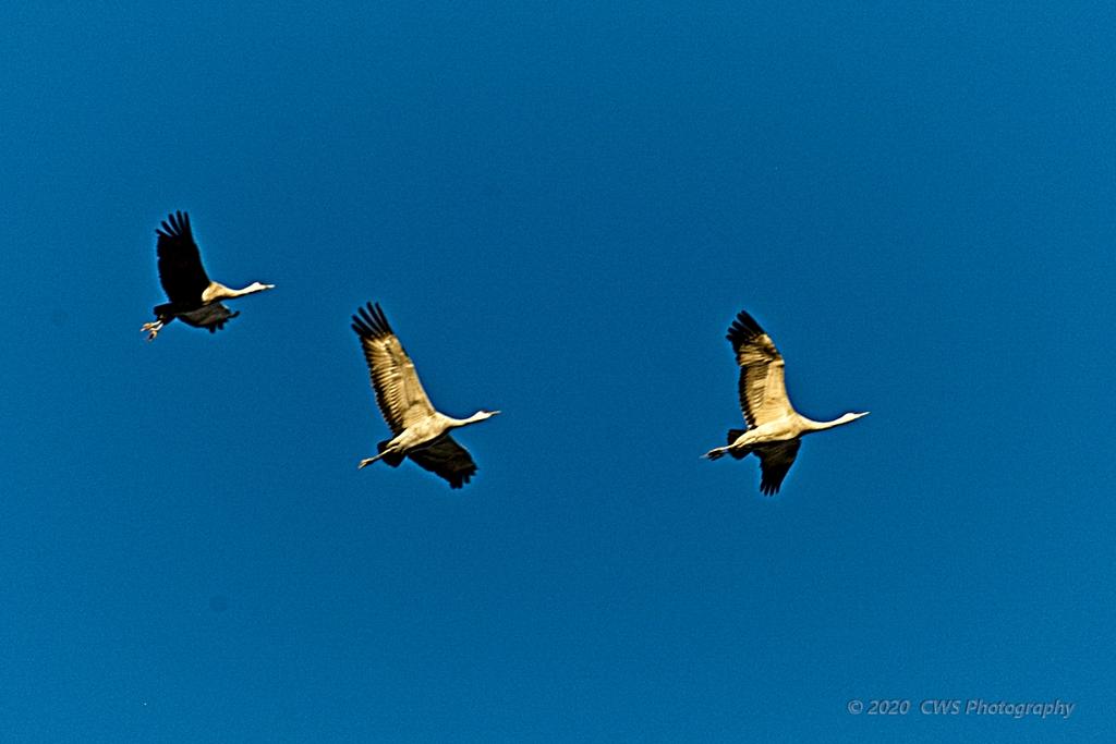 10-28-2020-cr_D7K4597-ON1.jpg