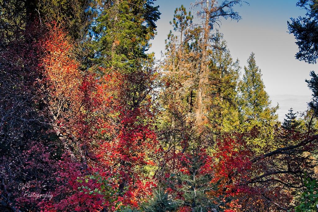 10-31-21-CR-_7505811_2021-10-31_14-34  -ON1.jpg